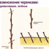 Kako razmnožiti krušku sa grane